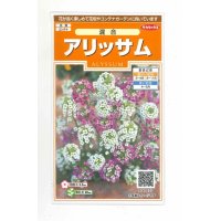 花の種　アリッサム 混合　約334粒　サカタのタネ（株）実咲200