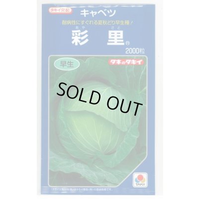 画像1: [キャベツ] 彩里 2000粒 タキイ種苗(株)