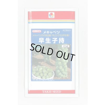 画像1: 送料無料　[キャベツ]　芽キャベツ　早生子持　20ml　タキイ種苗(株)