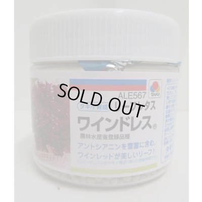 画像1: 送料無料　[レタス]　リーフレタス　ワインドレス　ペレット5千粒　タキイ種苗(株)