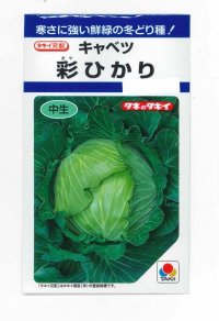野菜種　キャベツ　彩ひかり　1.2ml(約140粒)　タキイ種苗(株)　DF