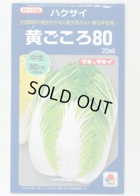 [白菜]　黄ごころ80　20ｍｌ　タキイ種苗（株）　