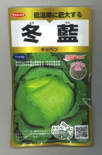 [キャベツ]　冬藍　ペレット300粒  　サカタ交配　実咲PRO