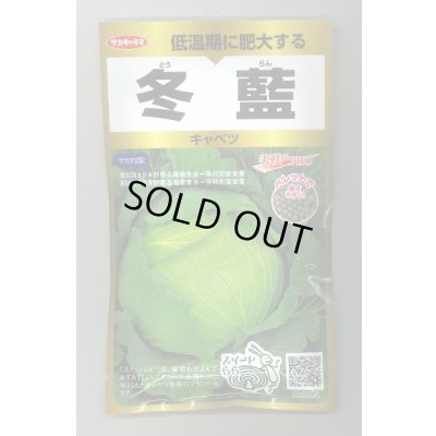 画像1: 送料無料　[キャベツ]　冬藍　ペレット300粒　(株)サカタのタネ　実咲PRO（101533）