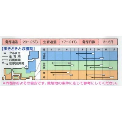 画像2: 送料無料　大根　新八洲　18ml　タキイ種苗(株)　DF