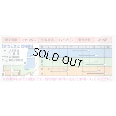 画像2: 送料無料　大根　新八洲　18ml　タキイ種苗(株)　DF