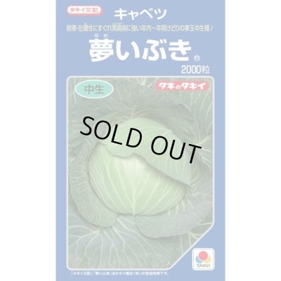 画像1: 送料無料　キャベツ　夢いぶき　2000粒　タキイ種苗(株)