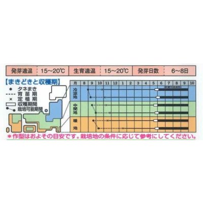 画像5: [たまねぎ] ケルたまルビー 1.8ml タキイ種苗(株)RF