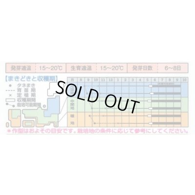 画像5: 送料無料　[たまねぎ]　ケルたまルビー　20ml　タキイ種苗(株)