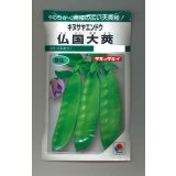 送料無料　[えんどう]　キヌサヤエンドウ　仏国大莢　18ml　タキイ種苗(株)　GF