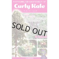 送料無料　ちりめんケール　カーリーレッド　コート種子30粒　松永種苗(株)