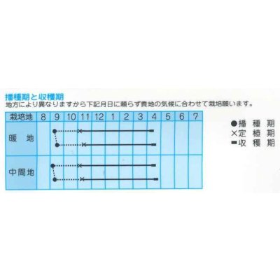 画像2: 送料無料　[たまねぎ]　エイワン　3.5ml（約430粒）(株)タカヤマシード