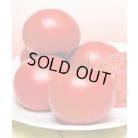 送料無料　[トマト/桃太郎系]桃太郎セレクト　ペレット1000粒　タキイ種苗(株)