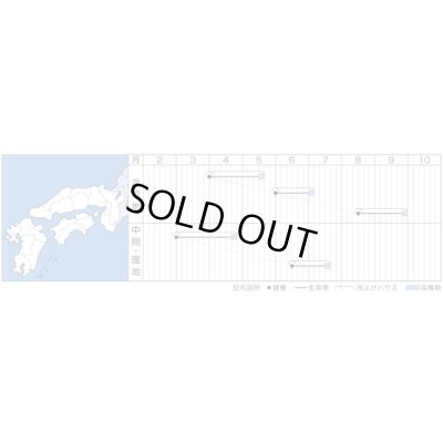 画像3: [ほうれんそう]　晩抽サマーヒット　（種子サイズM）3万粒　タキイ種苗