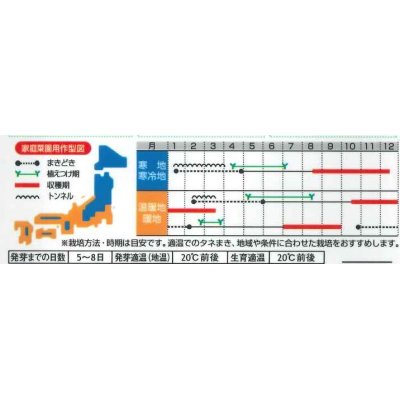 画像2: [ねぎ]　夏扇パワー　3ml（粒数目安およそ500粒）　（株）サカタのタネ（実咲）　