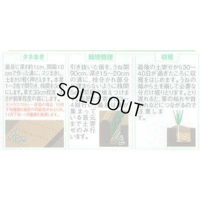 画像3: 送料無料　[ねぎ]　夏扇パワー　3ml(粒数目安およそ500粒)　(株)サカタのタネ　実咲450（101526）