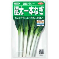 [ねぎ]　夏扇パワー　3ml（粒数目安およそ500粒）　（株）サカタのタネ（実咲）　