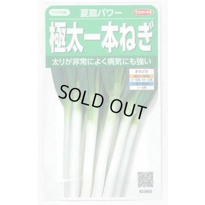 画像1: 送料無料　[ねぎ]　夏扇パワー　3ml(粒数目安およそ500粒)　(株)サカタのタネ　実咲450（101526）
