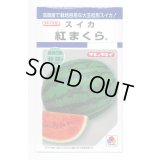 送料無料　[スイカ]　大玉スイカ　紅まくら　8粒　タキイ種苗(株)