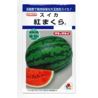 [スイカ]　大玉スイカ　紅まくら　8粒　タキイ種苗（株）