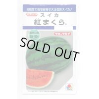 送料無料　[スイカ]　大玉スイカ　紅まくら　8粒　タキイ種苗(株)