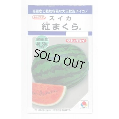 画像1: 送料無料　[スイカ]　大玉スイカ　紅まくら　8粒　タキイ種苗(株)
