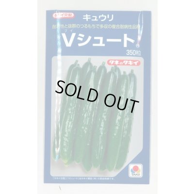 画像1: 送料無料 [キュウリ] Ｖシュート 350粒 タキイ種苗(株)