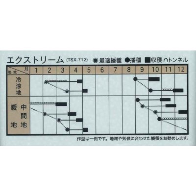 画像4: ほうれんそう　エクストリーム　Mサイズ　3万粒　トキタ種苗（株）