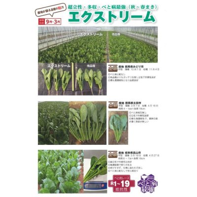 画像3: 送料無料　ほうれんそう　エクストリーム　30ml　トキタ種苗(株)