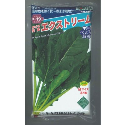 画像1: ほうれんそう　エクストリーム　　3万粒　（種子サイズM）トキタ種苗(株)