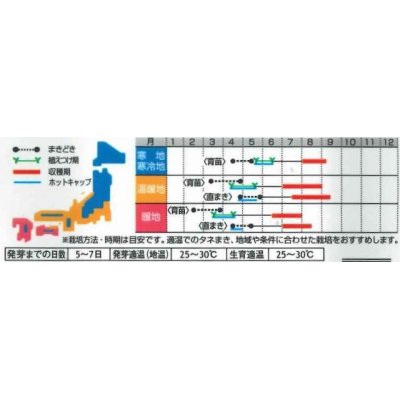 画像3: [かぼちゃ]　そうめんカボチャ　金糸うり　約30粒　　サカタのタネ（株）　実咲400