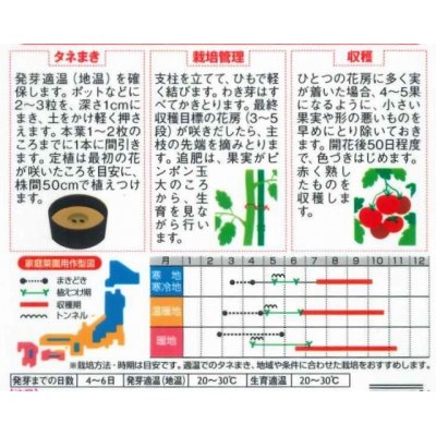 画像2: [トマト/大玉トマト]　つよまる　12粒　サカタのタネ（株）　実咲400