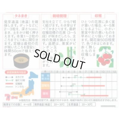 画像2: 送料無料　[トマト/大玉トマト]　つよまる　12粒　(株)サカタのタネ　実咲450（104074）