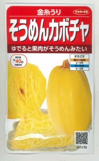 [かぼちゃ]　そうめんカボチャ　金糸うり　約30粒　　サカタのタネ（株）　実咲400