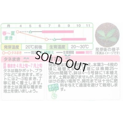 画像2: 送料無料　花の種　百日草(ジニア)・ザハラダブル　ミックス　小袋　タキイ種苗(株)NL300