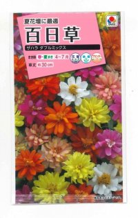 花の種　百日草（ジニア）・ザハラダブル ミックス　小袋　タキイ交配