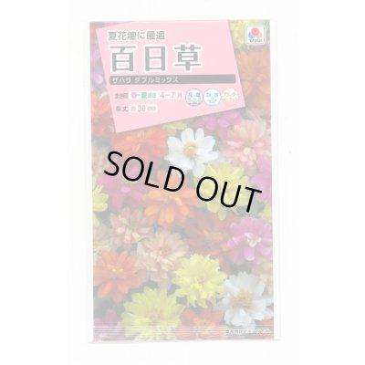 画像1: 送料無料　花の種　百日草(ジニア)・ザハラダブル　ミックス　小袋　タキイ種苗(株)NL300