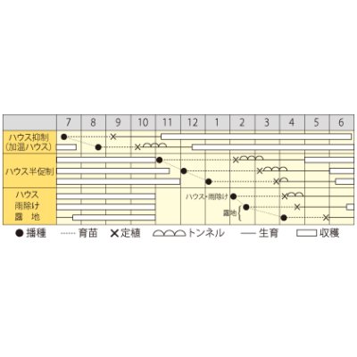 画像2: [パプリカ]　ちびパプ　パープル　5粒　丸種種苗