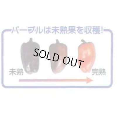画像4: 送料無料　[パプリカ]　ちびパプ　4色混合　12粒(各色3粒)　丸種種苗