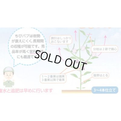 画像3: 送料無料　[パプリカ]　ちびパプ　オレンジ　5粒　丸種(株)