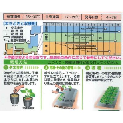 画像3: [かぼちゃ]　グラッセ　9粒　タキイ種苗　　RF