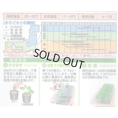 画像3: 送料無料　[かぼちゃ]　グラッセ　9粒　タキイ種苗　RF