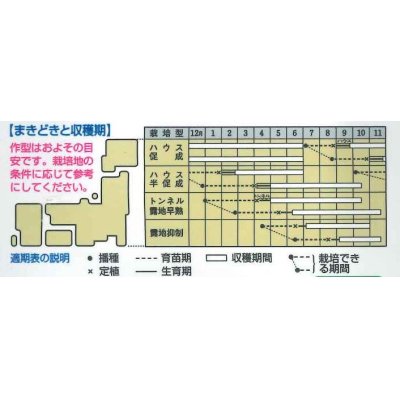 画像5: [なす]　PC鶴丸　1000粒　タキイ種苗