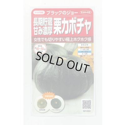 画像1: 送料無料　[かぼちゃ]　ブラックのジョー　6粒　(株)サカタのタネ　実咲450（002875）