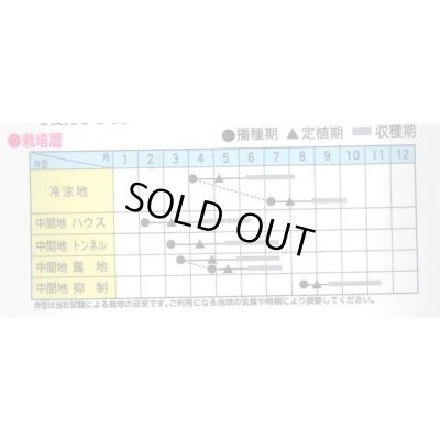 画像2: 送料無料　[ズッキーニ]　ゼルダ・ライム　100粒　トキタ種苗(株)