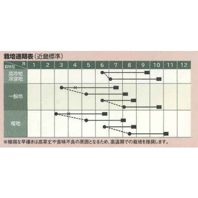画像4: 送料無料　[とうもろこし]　大和ルージュ　10ml(およそ40粒)　（株）大和農園
