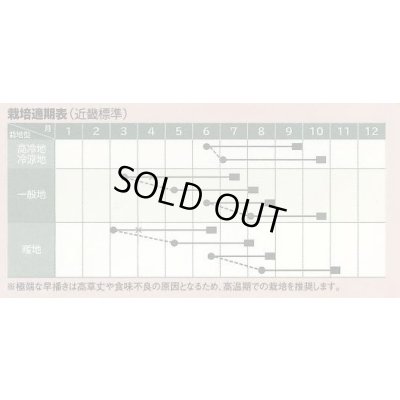 画像4: 送料無料　[とうもろこし]　大和ルージュ　10ml(およそ40粒)　（株）大和農園