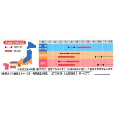 画像3: 花の種　アリッサム　ワンダーランドミックス　約43粒　サカタのタネ（株）実咲250