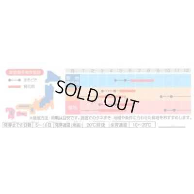 画像3: 送料無料　花の種　アリッサム　ワンダーランドミックス　約43粒　(株)サカタのタネ　実咲250（102787）
