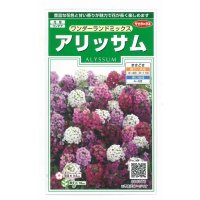 送料無料　花の種　アリッサム　ワンダーランドミックス　約43粒　(株)サカタのタネ　実咲250（102787）